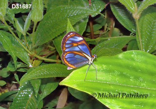 Agnosia Glasswing (Ithomia agnosia)